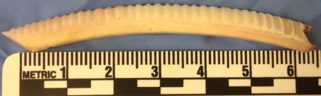 Sequential sampling of tooth enamel along the mandibular incisor from a modern Common wombat.