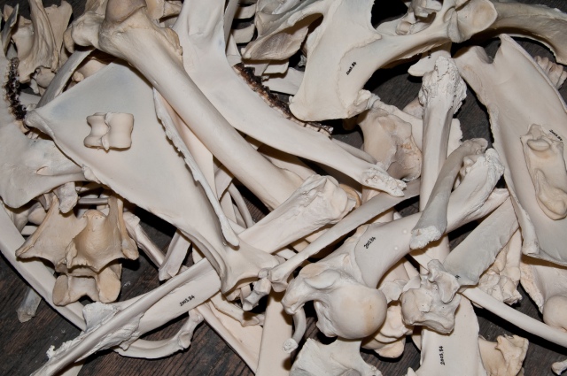 Assorted fallow deer bones