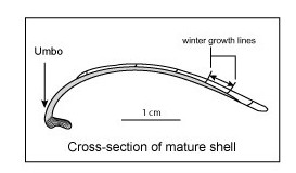 Figure 1. Cross-section of mature shell, age seven years, magnification 10x.  The arrow denotes the distance between two annual winter growth lines (modified from Hallmann et al., 2009).