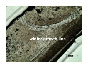 Winter growth line in S. gigantea